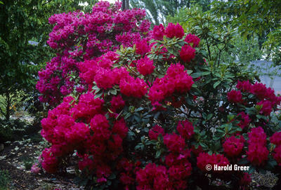 Rhododendron 'Very Berry' | Rhododendrons (Hybrids & species)