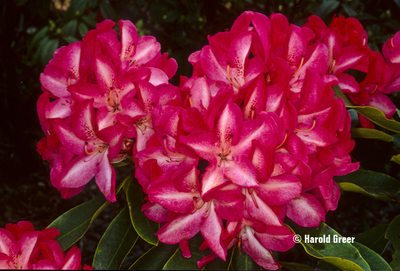 Rhododendron 'Vincent Van Gogh' | Rhododendrons (Hybrids & species)