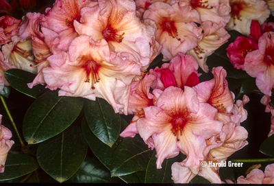 Rhododendron 'Virginia Richards' | Rhododendrons (Hybrids & species)