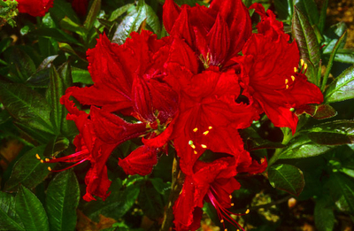 Azalea 'Wallowa Red' | Deciduous Azaleas