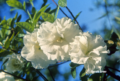 Azalea 'White Rosebud' | Evergreen Azaleas