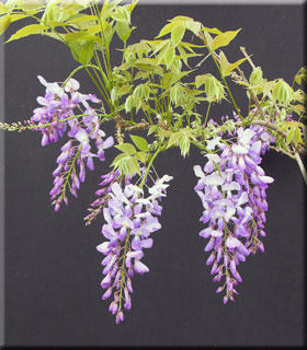 Wisteria sinensis 'Southern Belle' | Wisteria and Vines