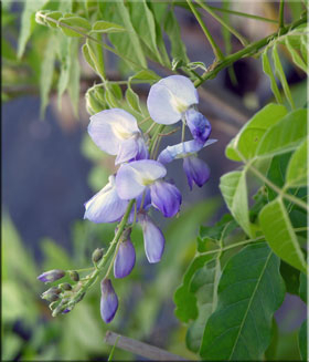 Wisteria floribunda 'Lawrence'  | Wisteria and Vines