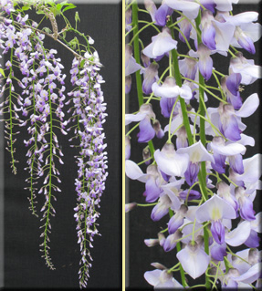 Wisteria floribunda 'Geisha' | Wisteria and Vines