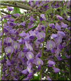 Wisteria floribunda 'Royal Purple' | Wisteria and Vines