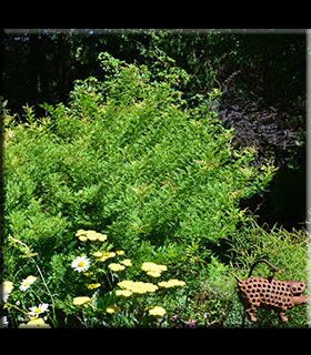 Wisteria sinensis 'Kofuji' | Wisteria and Vines