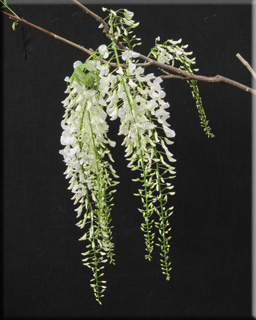 Wisteria sinensis 'Alba' | Wisteria and Vines