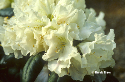 Rhododendron 'Yaku Princess' | Rhododendrons (Hybrids & species)