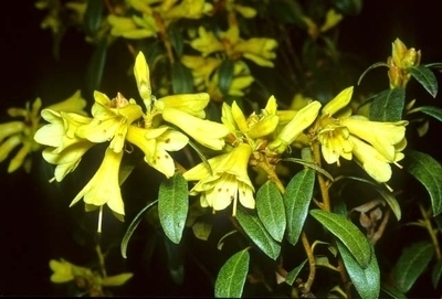 Rhododendron 'Yellow Hammer' | Rhododendrons (Hybrids & species)
