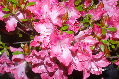 Azalea 'Bryan Harris' | Evergreen Azaleas