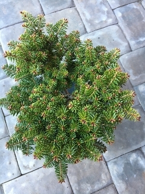 Abies alba 'Cado' | Conifers