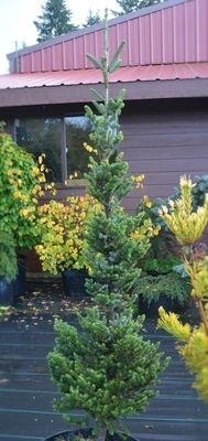 Abies fraseri 'Fastigiata Compacta' | Conifers