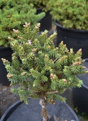 Abies pinsapo 'Fatima' | Conifers
