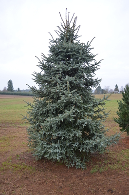 Abies pinsapo 'Glauca' | Conifers