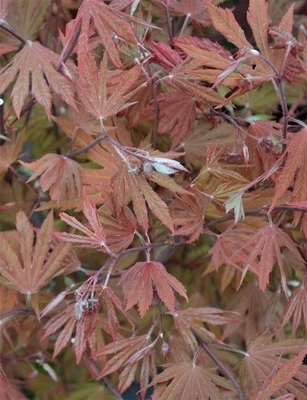 Acer circinatum 'Ki setsudoe' | Japanese Maples, Ornamental Trees