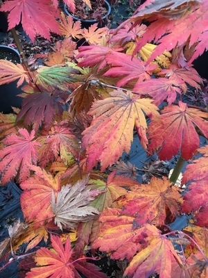 Acer japonicum 'Rising Sun' | Japanese Maples, Ornamental Trees
