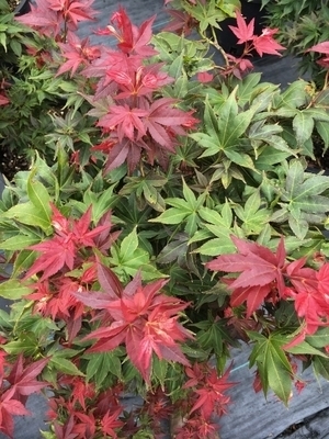Acer palmatum 'Beni hoshi | Japanese Maples, Ornamental Trees