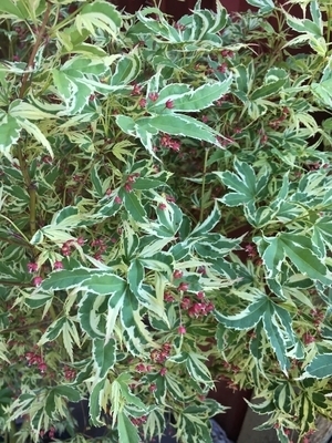 Acer palmatum 'Butterfly' | Japanese Maples, Ornamental Trees
