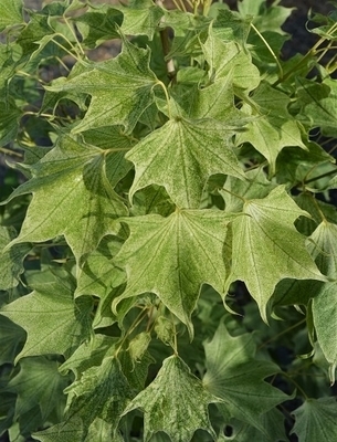 Acer pictum 'Usugumo' | Japanese Maples, Ornamental Trees