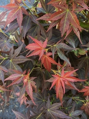 Acer palmatum 'Kurenai jishi' | Japanese Maples, Ornamental Trees