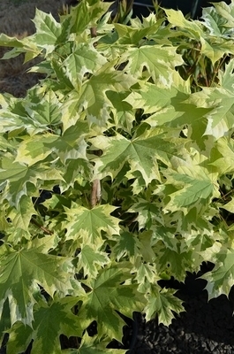Acer platanoides (variegated form) | Japanese Maples, Ornamental Trees