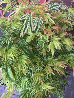 Acer palmatum 'Yama nishiki' | Japanese Maples, Ornamental Trees