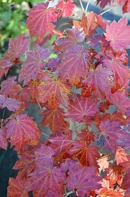 Acer japonicum 'Ruby Red' | Japanese Maples, Ornamental Trees