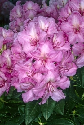 Rhododendron 'Alice' | Rhododendrons (Hybrids & species)