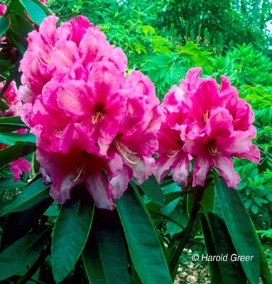 Rhododendron 'Anna' | Rhododendrons (Hybrids & species)