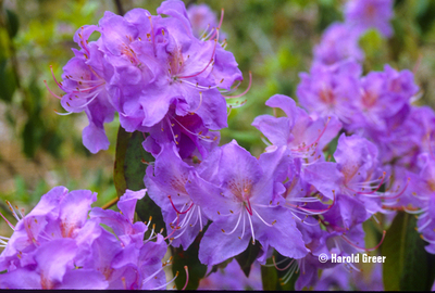 Rhododendron augustinii 'Towercourt' | Rhododendrons (Hybrids & species)