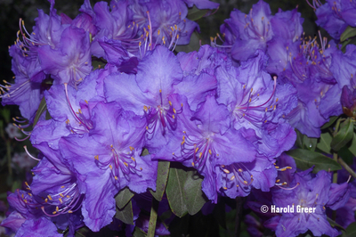 Rhododendron augustinii ssp. chasmanthum 'OSU' | Rhododendrons (Hybrids & species)