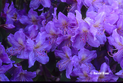 Rhododendron augustinii 'Royal Purple' | Rhododendrons (Hybrids & species)