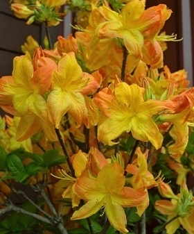 Azalea 'Arneson Gem' | Deciduous Azaleas