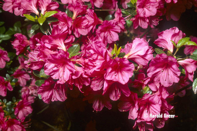 Azalea 'Caroline Gable' | Evergreen Azaleas