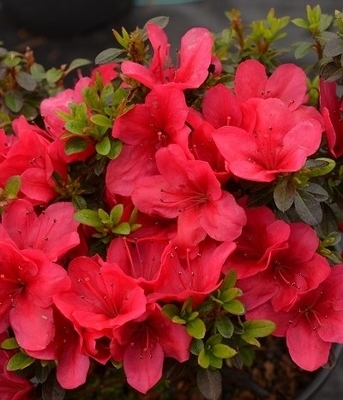 Azalea 'Cherry Drops Sport' | Evergreen Azaleas