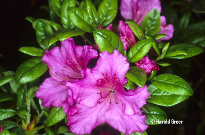 Azalea 'Concho' | Evergreen Azaleas