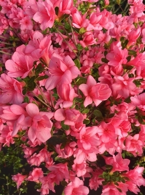 Azalea 'Coral Bells' | Evergreen Azaleas