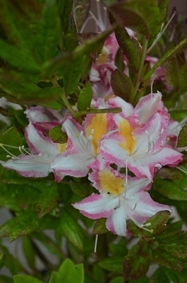 Azalea 'Humboldt Picotee' | Deciduous Azaleas