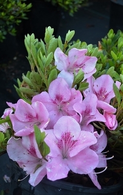 Azalea 'Izayoi' | Evergreen Azaleas