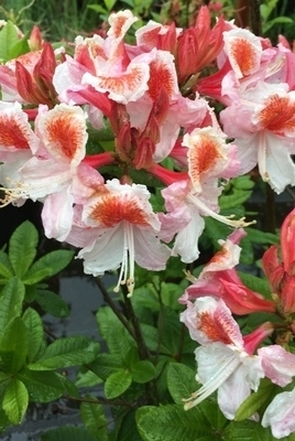 Azalea 'Jock Brydon' | Deciduous Azaleas