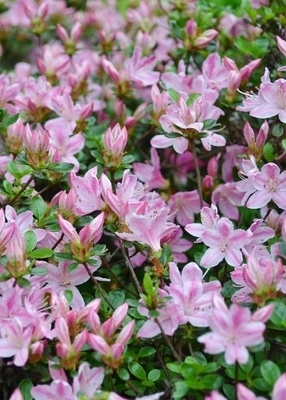 Azalea 'Kermesina Rosea' | Evergreen Azaleas