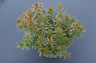 Azalea 'Kinsai' | Evergreen Azaleas