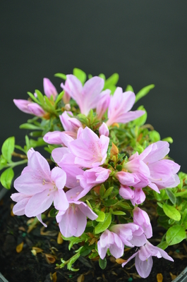 Azalea 'Lavender Elf' | Evergreen Azaleas