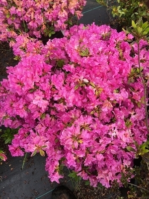 Azalea 'Royal Robe' | Evergreen Azaleas