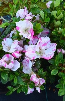 Azalea 'Shinnyo no Hikari' | Evergreen Azaleas