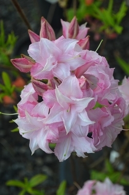 Azalea 'Soft Shimmer' | Deciduous Azaleas