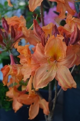 Azalea 'Tangelo' | Deciduous Azaleas