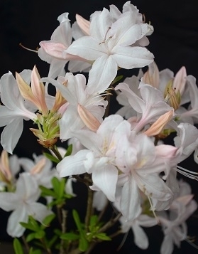 Azalea 'White Lights' | Deciduous Azaleas