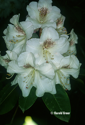 Rhododendron 'Beauty of Littleworth' | Rhododendrons (Hybrids & species)