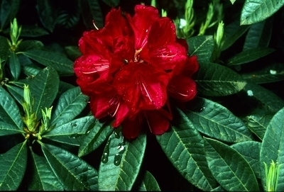 Rhododendron 'Bibiani' | Rhododendrons (Hybrids & species)